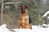 BERGER ALLEMAND 504
